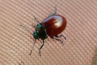 Chrysolina polita