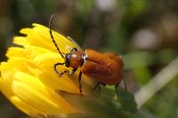 Exosoma lusitanicum