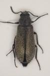 Dasytes subaeneus