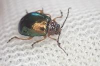 Sermylassa halensis