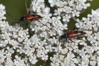 Stenurella bifasciata