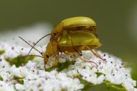 Cteniopus sulphureus