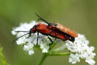 Lygistopterus sanguineus