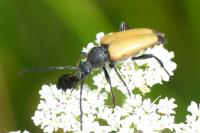 Stictoleptura fulva