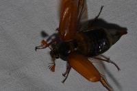 Melolontha melolontha