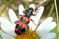 Trichodes alvearius