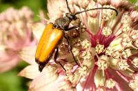 Stictoleptura rubra