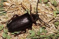 Prionus coriarius