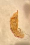 Phratora vitellinae