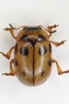 Gonioctena decemnotata