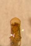 Phratora vitellinae