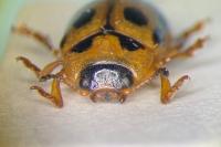 Gonioctena decemnotata