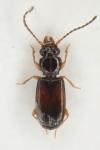 Perileptus areolatus