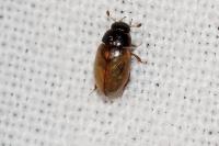 Cercyon quisquilius