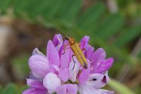 Oedemera podagrariae