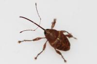 Curculio glandium