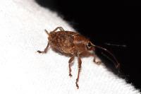 Curculio glandium