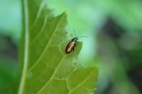 Phyllotreta