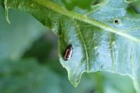 Phyllotreta