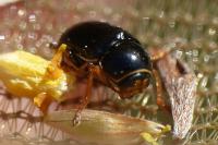 Cryptocephalus flavipes