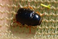 Cryptocephalus flavipes