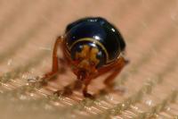 Cryptocephalus flavipes