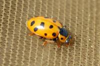 Hippodamia tredecimpunctata