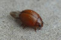 Subcoccinella vigintiquatuorpunctata