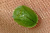 Cassida viridis