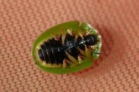 Cassida viridis