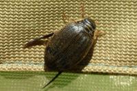 Acilius sulcatus