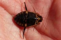 Acilius sulcatus