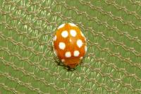 Vibidia duodecimguttata