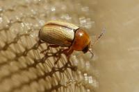 Cryptocephalus