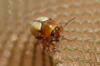 Cryptocephalus