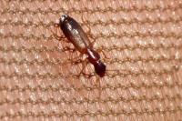 Paradromius linearis