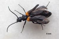 Sitaris muralis