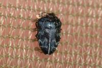 Trachys minutus