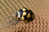 Coccinula quatuordecimpustulata