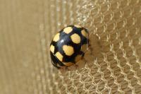 Coccinula quatuordecimpustulata