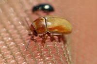 Cryptocephalus pini
