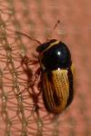 Cryptocephalus pygmaeus