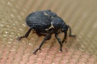 Mononychus punctumalbum