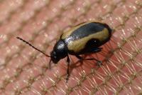 Phyllotreta