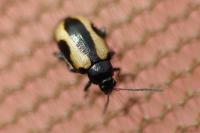 Phyllotreta