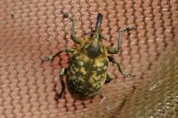 Larinus centaurii