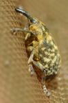 Larinus centaurii