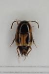 Cilea silphoides