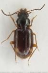 Bembidion assimile