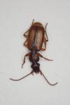 Polistichus connexus